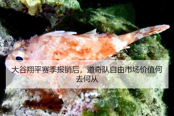 da-gu-xiang-ping-sai-ji-bao-xiao-hou-dao-qi-dui-zi-you-shi-chang-jia-zhi-he-qu-he-cong-2-110.jpg